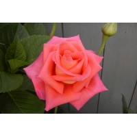 Троянда Фольклор (Роза Folklore)